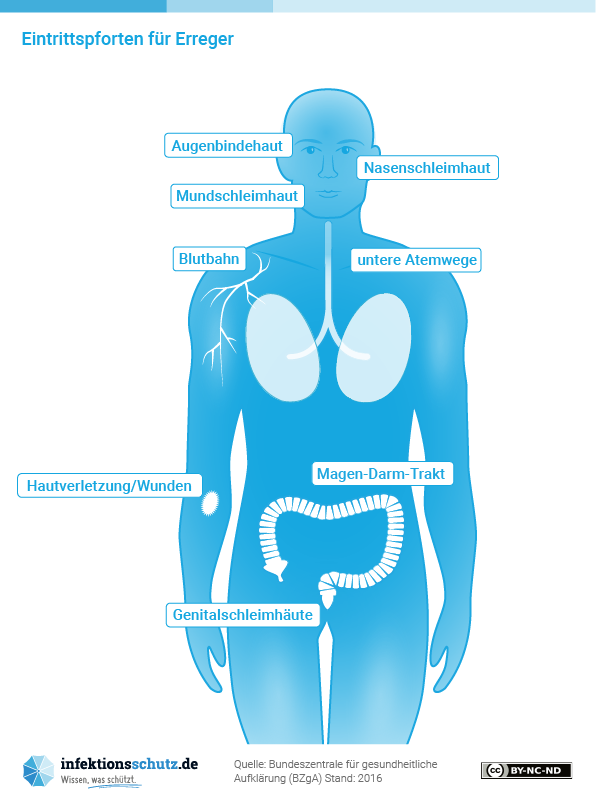Eintrittspforten für Erreger